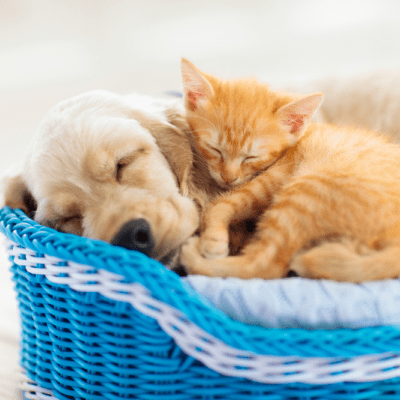 CAMAS PARA PERROS Y GATOS