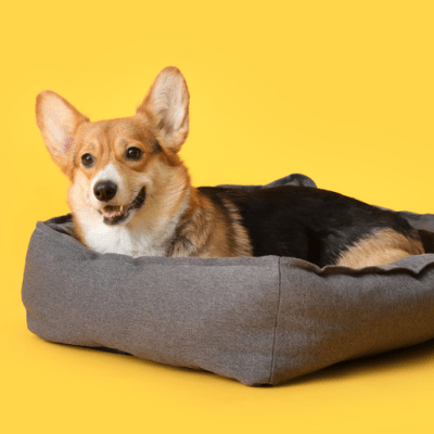 CAMAS PARA PERROS MEDIANOS