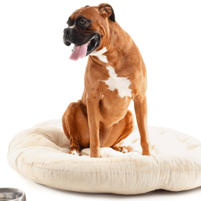 CAMAS BARATAS PARA PERROS GRANDES