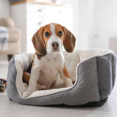 CAMAS BARATAS PARA PERROS