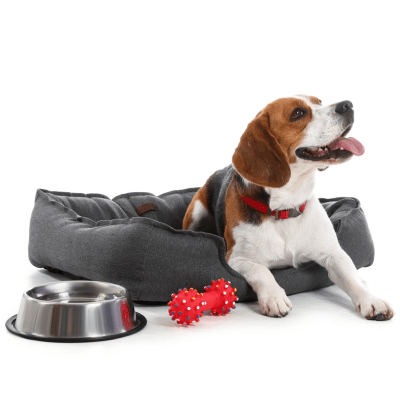 CAMAS ECONÓMICAS PARA PERROS